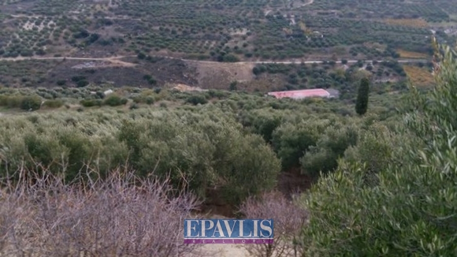 Πώληση οικοπέδου, Κρήτη, Ν. Ηρακλείου, Αρχάνες, #1526015, μεσιτικό γραφείο Epavlis Realtors.