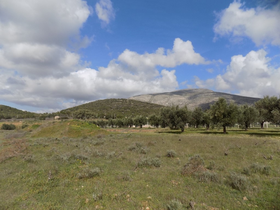 1677668, (For Sale) Land Agricultural Land  || East Attica/Keratea - 4.050 Sq.m, 280.000€