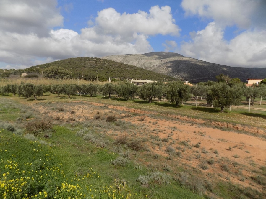 1677669, (For Sale) Land Agricultural Land  || East Attica/Keratea - 2.025 Sq.m, 140.000€