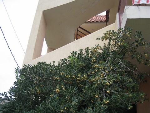 Πώληση κατοικίας, Πελοπόννησος, Ν. Κορινθίας, Λουτράκι-Περαχώρα, #294488, μεσιτικό γραφείο Epavlis Realtors.