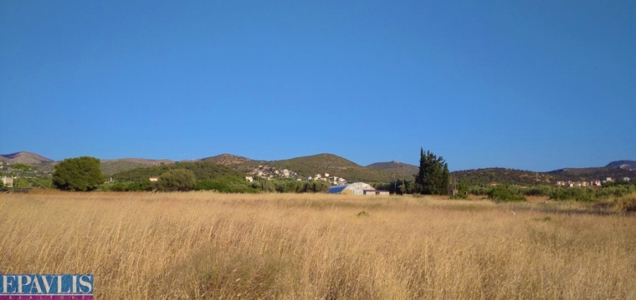 1389682, (For Sale) Land Agricultural Land  || East Attica/Anavyssos - 8.000 Sq.m, 160.000€